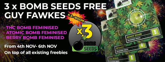 Guy Fawkes Gorilla Seeds