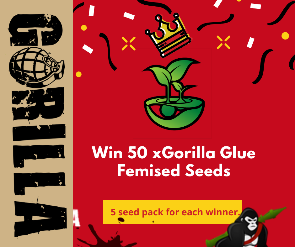 Gorilla Christmas Gift