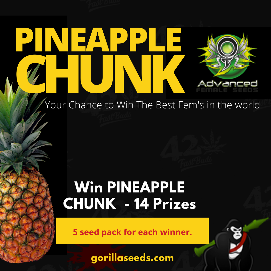 Win Pineapple Chunk