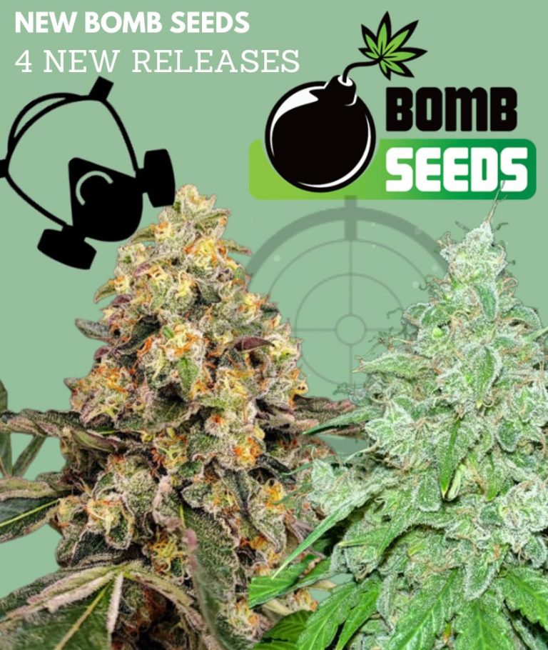 New Bomb Seeds releases - Gorilla Seeds News