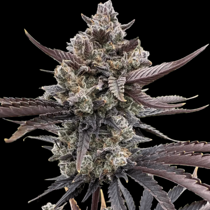 Fast Buds Push the Limit Again with Their