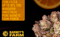 Mimosa x Orange Punch from Barney's Farm
