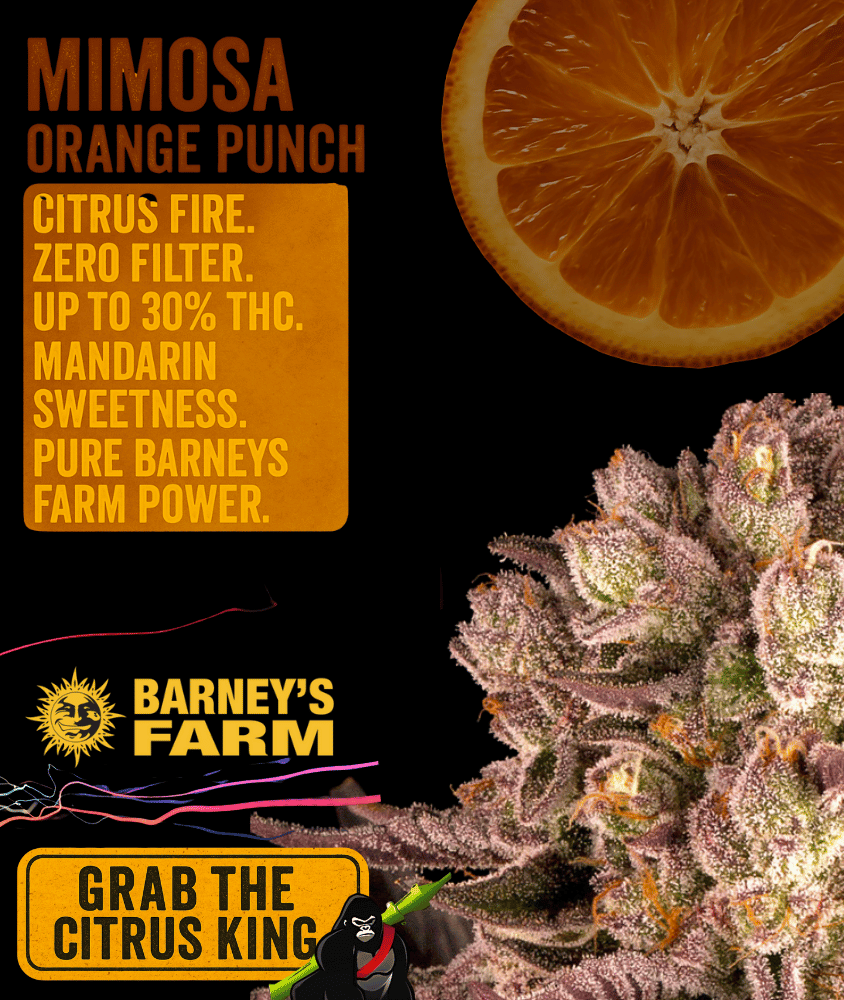 Mimosa x Orange Punch from Barney's Farm
